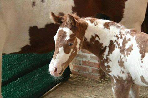 Mystic Warrior Foal - Friesian x Appaloosa